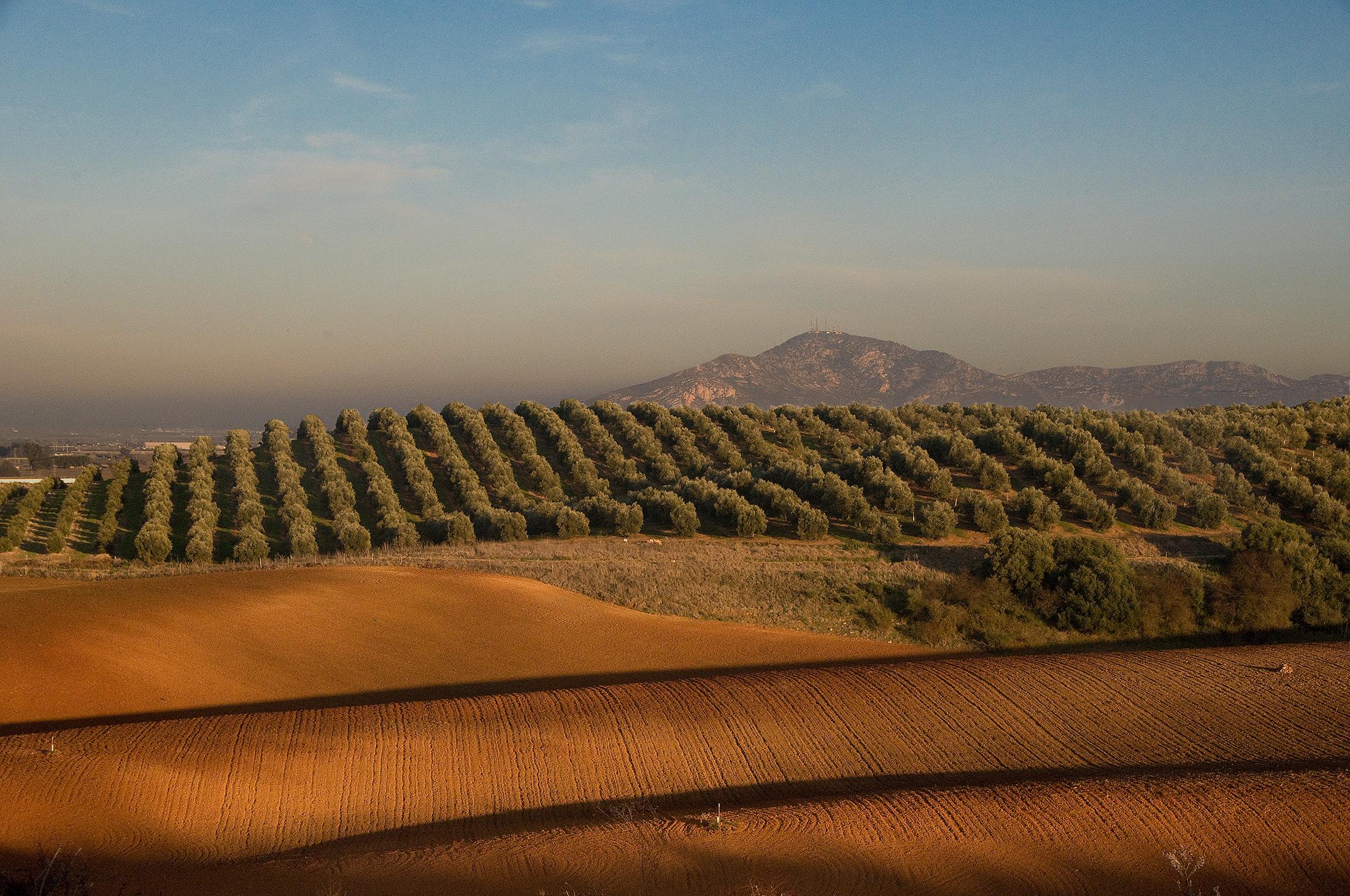 <p>La familia Álvarez de Toledo ha sido propietaria de la finca Perales y ha producido aceite de oliva desde hace más de 500 años. Alrededor de 200 hectáreas de la finca están dedicadas al olivar y almazara.<span> </span></p>